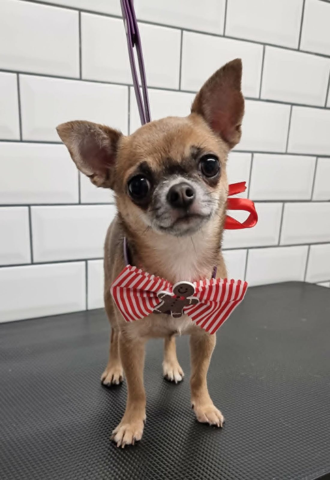 Chihuahua standing on the grooming table wearing a red bow