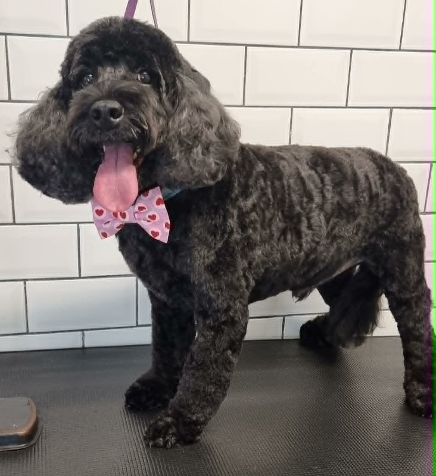 Black poodle with a soft scissor finish standing on the grooming table