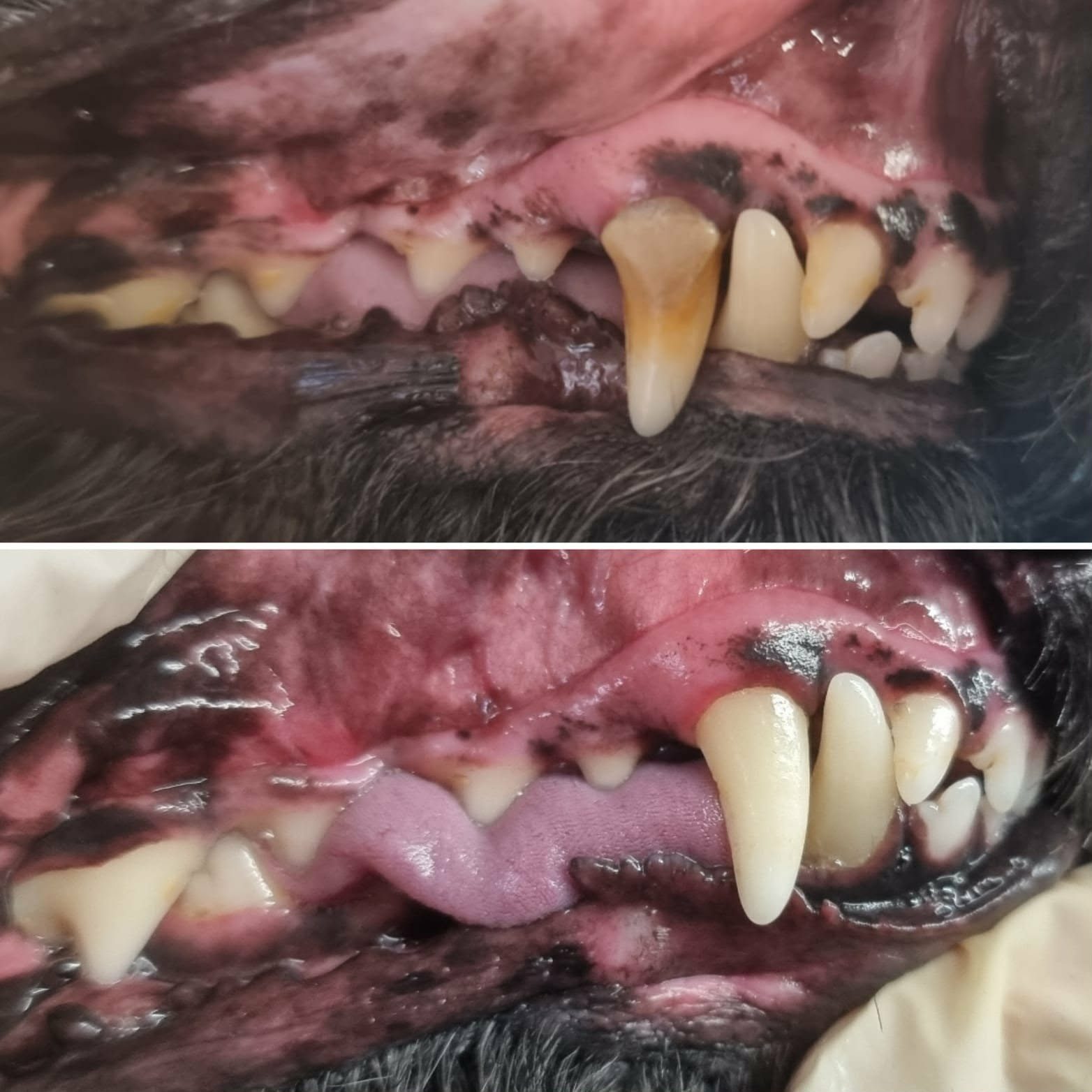 Before and after ultrasonic teeth cleaning showing tartar removal results on a dog