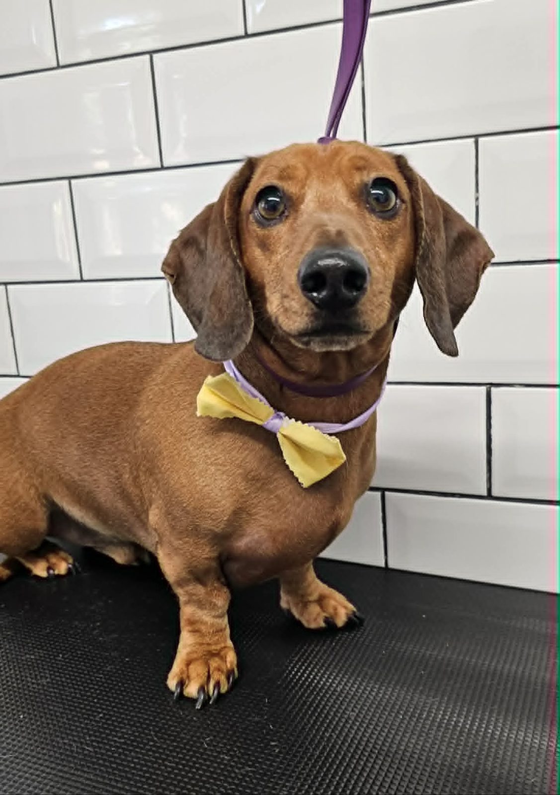 Red dachshund sitting on the grooming table wearing a yellow bow