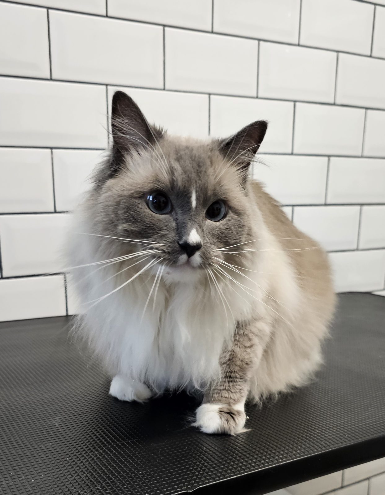 Long-haired grey cat with a brushed-out coat on the grooming table