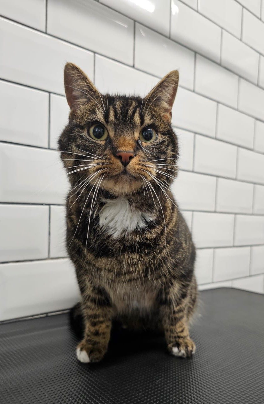 Tabby cat looking towards the camera on the grooming table