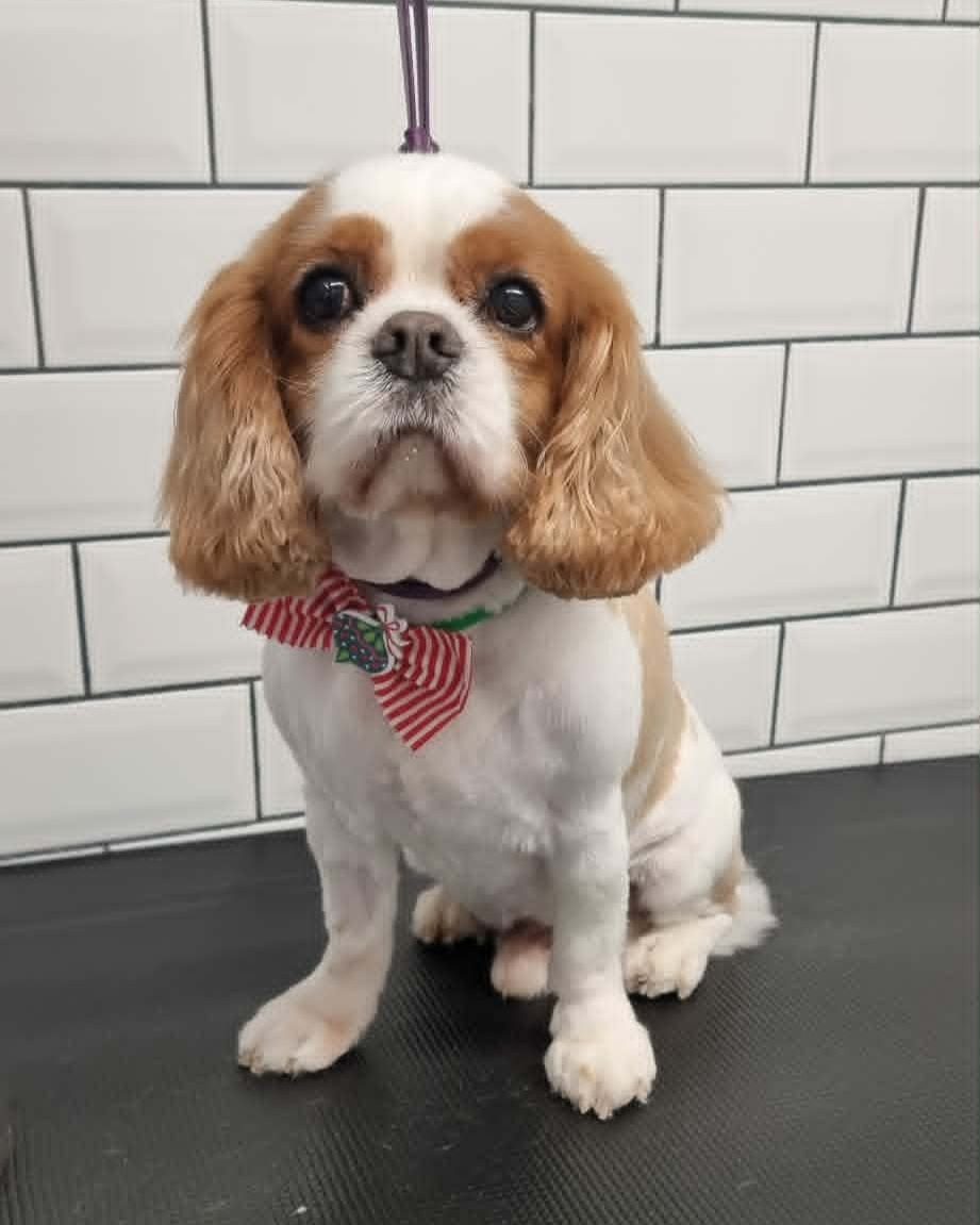 Cavalier spaniel sitting on the grooming table after a full groom