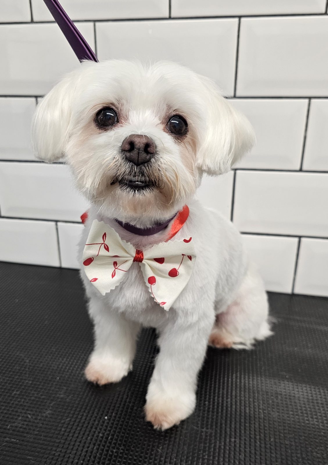 White maltese with a soft rounded trim sitting on the grooming table