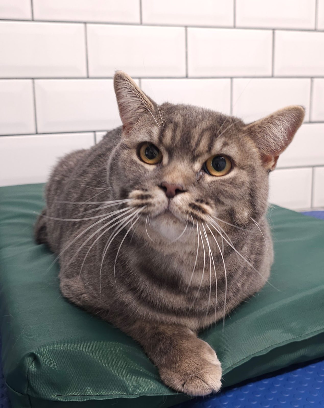 Grey British shorthair cat settled on a grooming mat