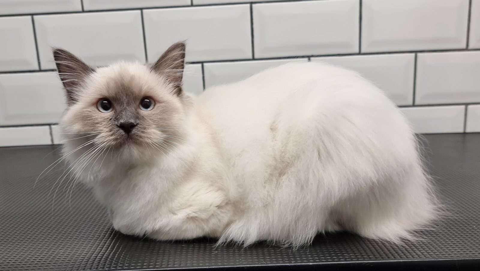 White long-haired cat lying calmly on the grooming table after a groom