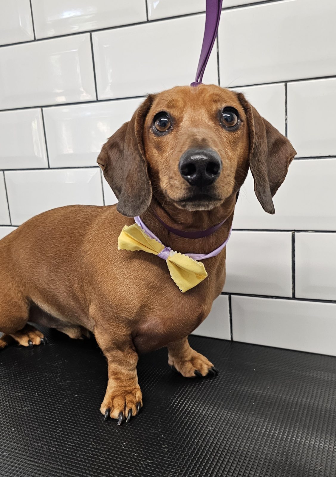 Smooth-coated dachshund standing on the grooming table wearing a yellow bow