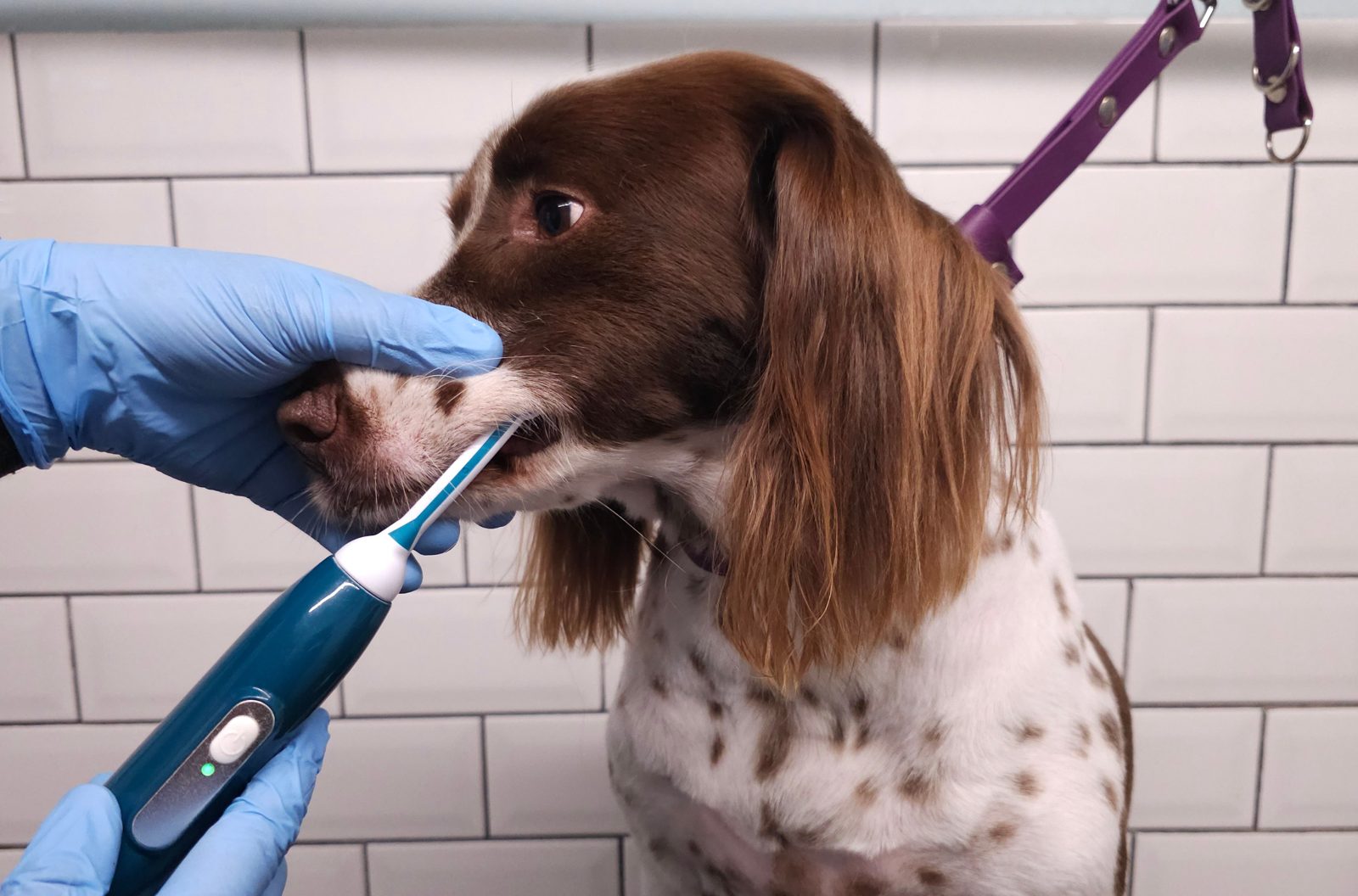 Eda carefully cleaning a spaniel's teeth during an appointment