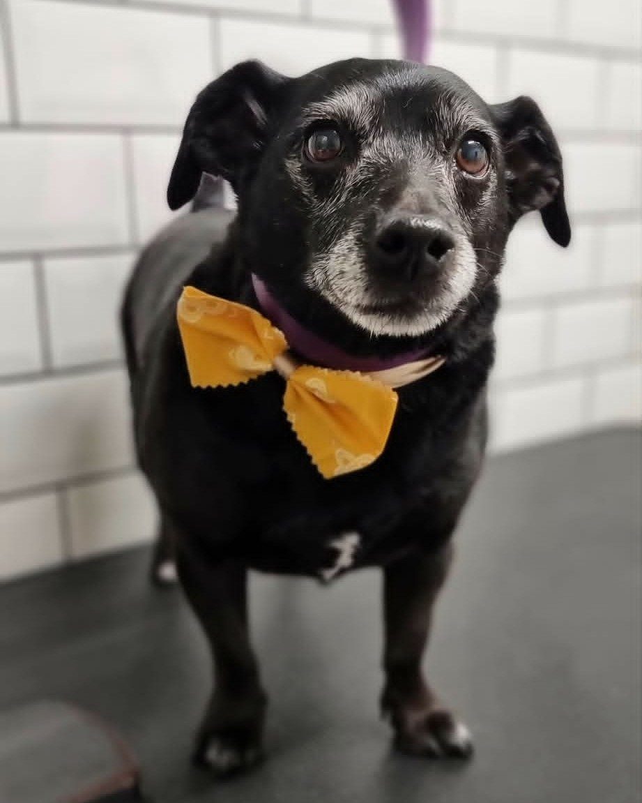 Senior black dog wearing a yellow bow after a gentle groom