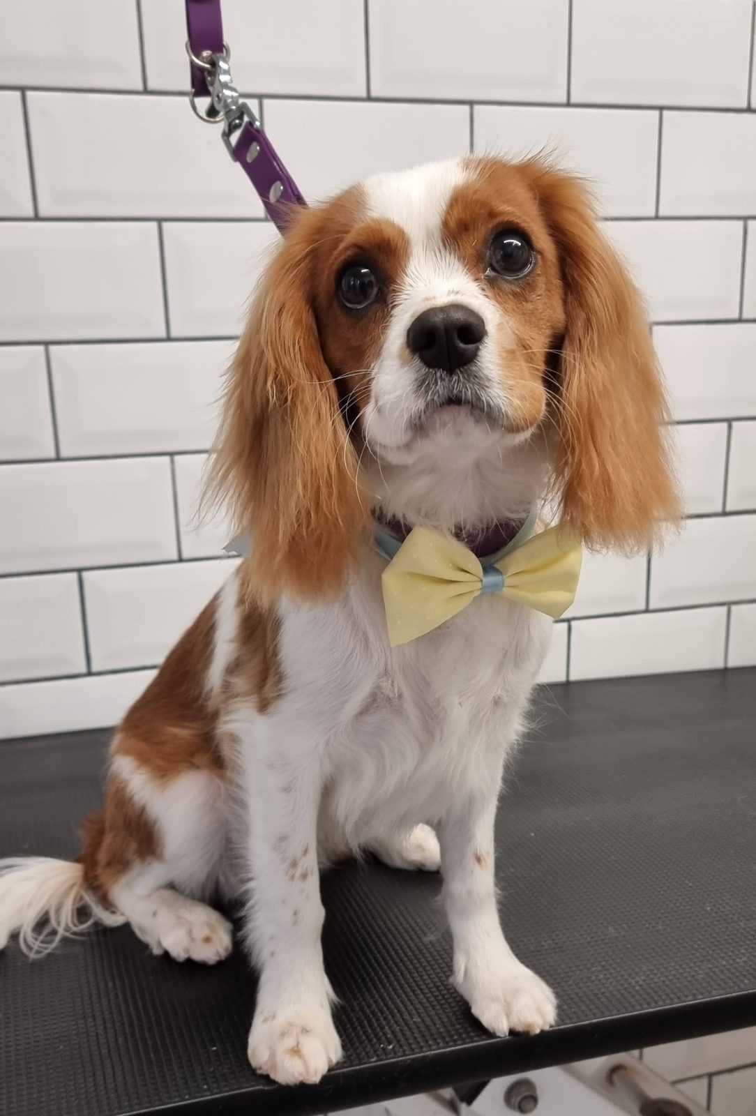 Cavalier King Charles spaniel with a tidy feathered coat and yellow bow