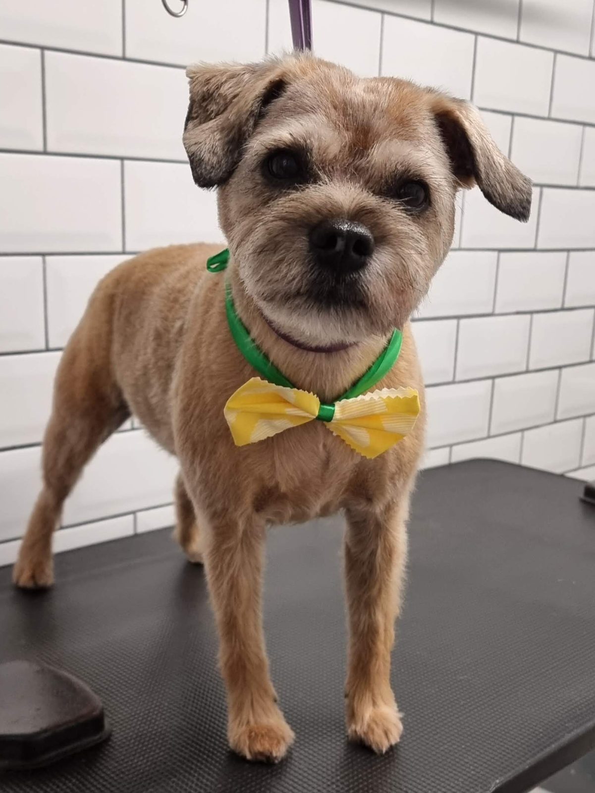 Shih tzu cross with a hand-finished face and beard on the grooming table