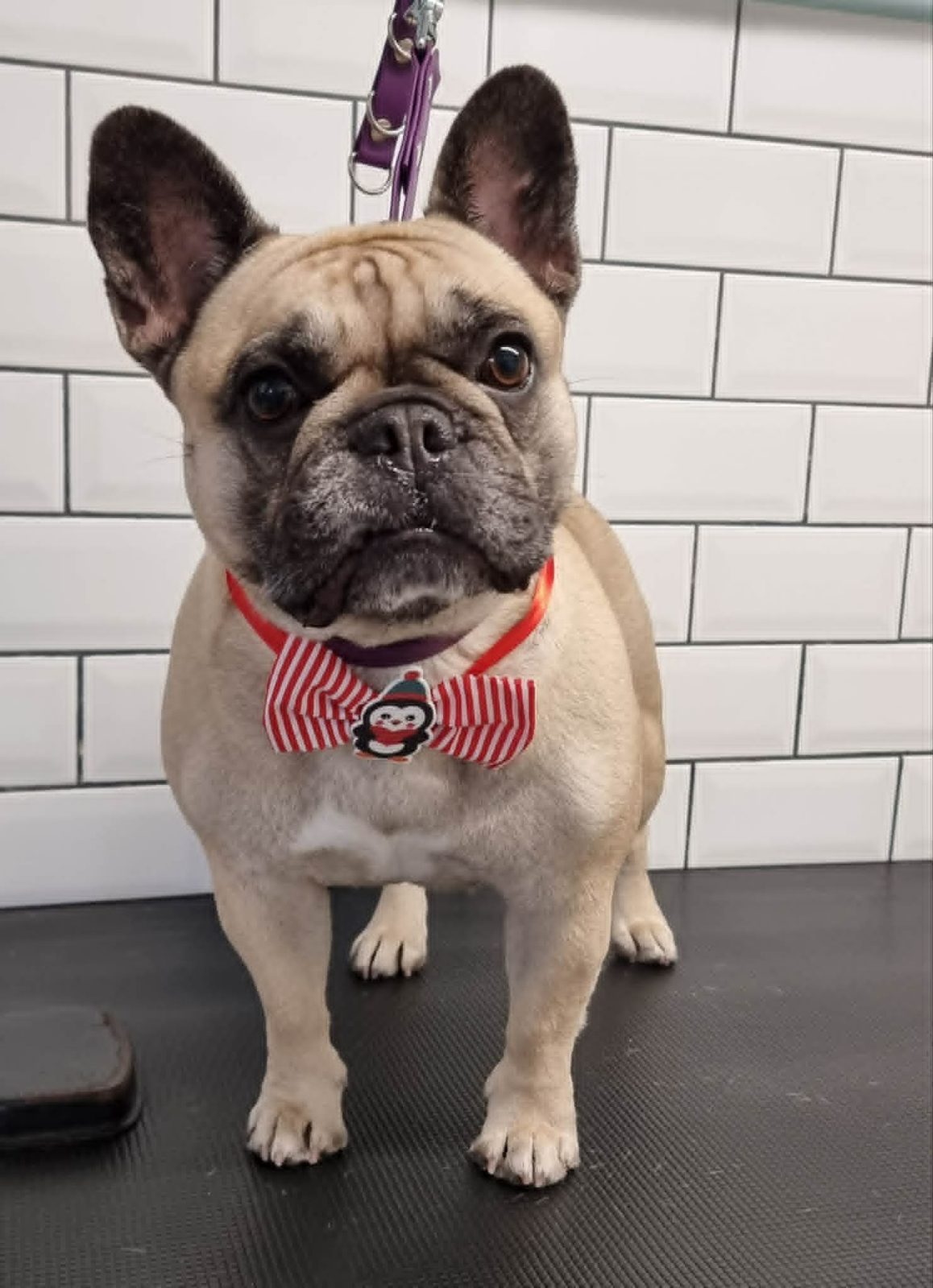 Fawn French bulldog standing on the grooming table wearing a striped bow