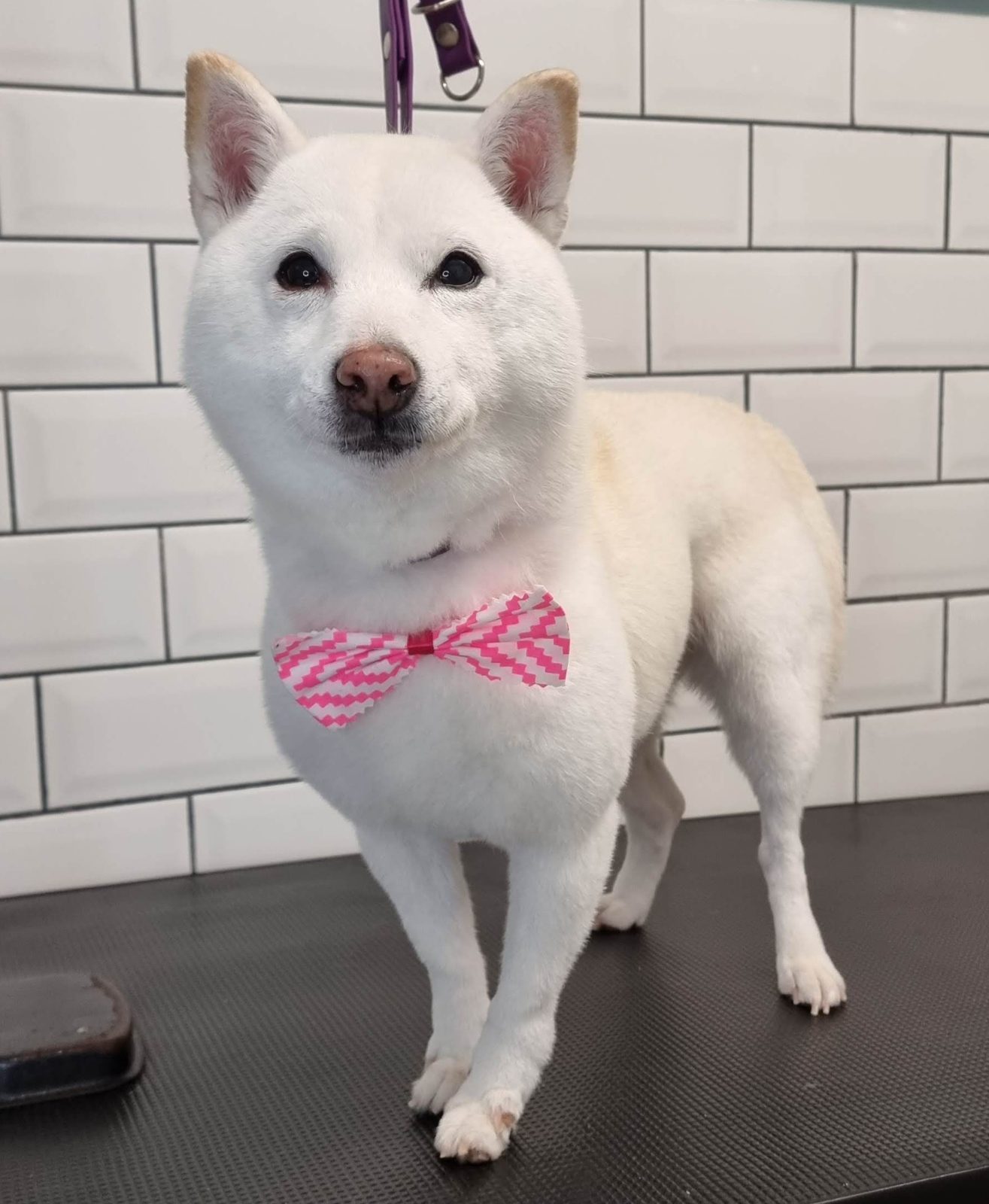 White Japanese spitz-type dog standing on the grooming table wearing a pink bow