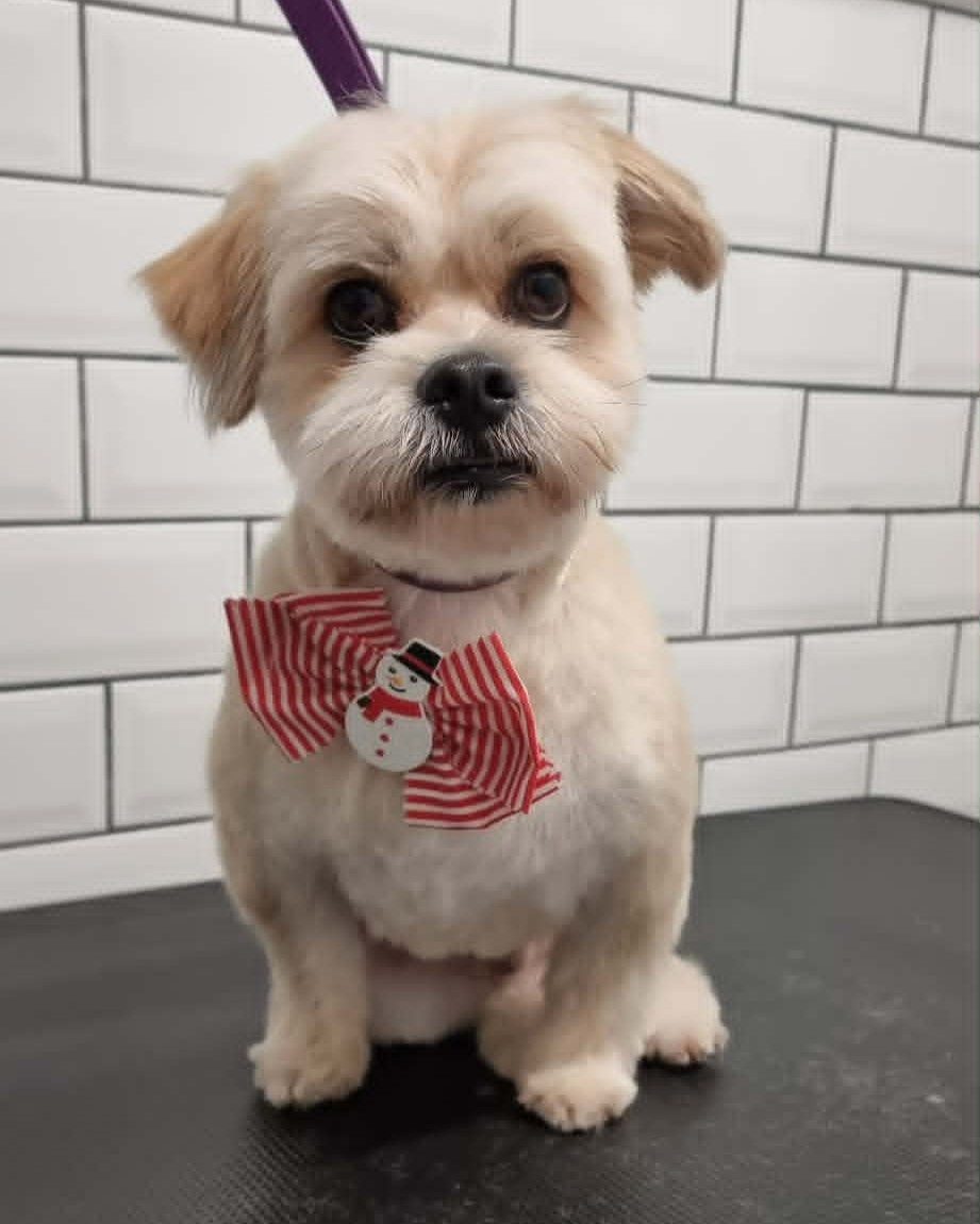 Cream shih tzu with a soft rounded trim wearing a striped bow on the grooming table