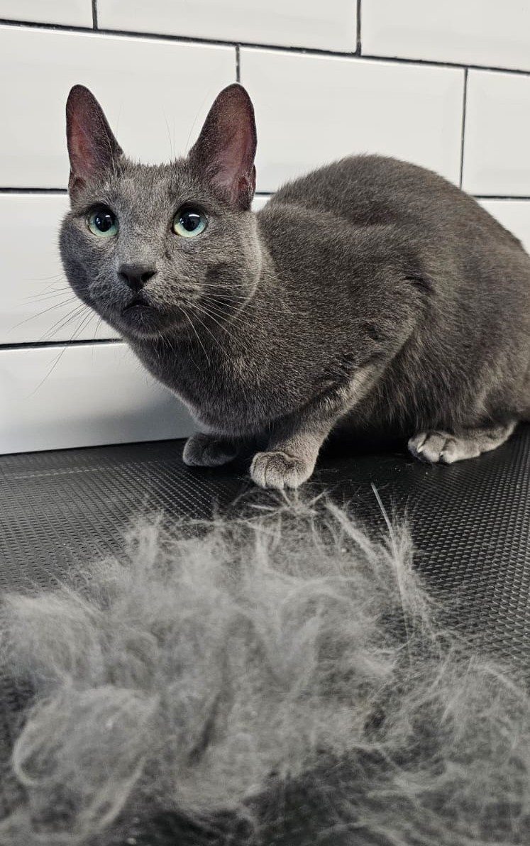 Grey cat on the grooming table beside the coat removed during de-shedding