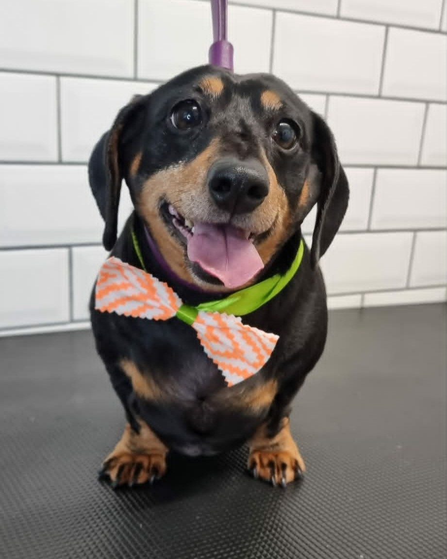Black and tan dachshund looking up happily after finishing