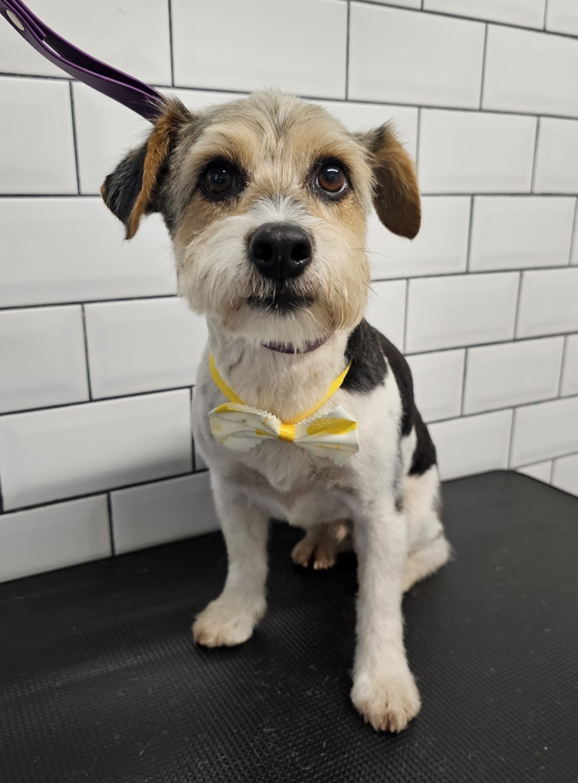 Wiry-coated terrier standing on the grooming table after a hand-strip and tidy