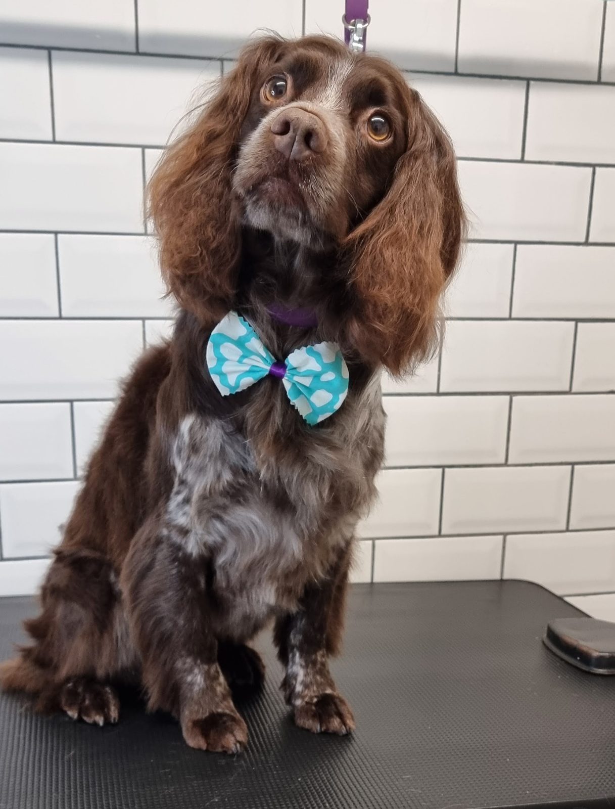 Chocolate roan cocker spaniel sitting on the grooming table wearing a blue bow