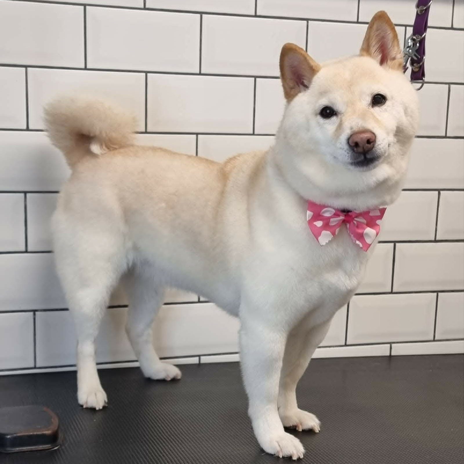 Cream Japanese spitz-type dog standing side on after a full groom
